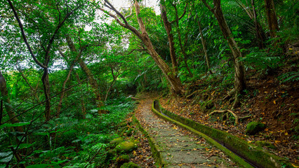 alley, slate, paved, forest trail, shade, clean, cool