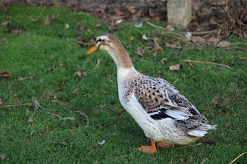 Canard Appleyard