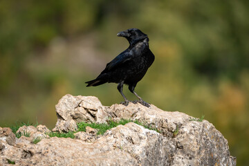 Fototapeta premium Beautiful close portrait of a raven on a rock with the background out of focus in the mountains of Leon in Spain, Europe