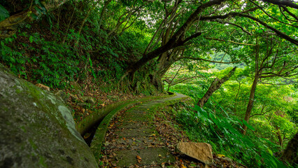 alley, slate, paved, forest trail, shade, clean, cool