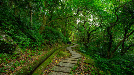 Obraz premium alley, slate, paved, forest trail, shade, clean, cool