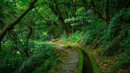 alley, slate, paved, forest trail, shade, clean, cool