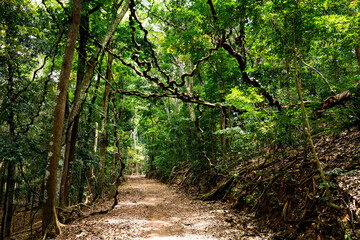 Kandy Udawatta Kele Royal Forest Park or Udawattakele Sanctuary in the city of Kandy, Sri Lanka.