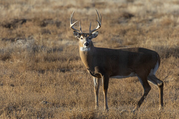 Whitetail Deer