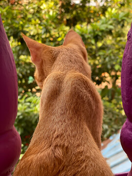Red cat sits on the balcony and looks out into the street