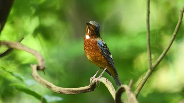 White-throated rock-Thrush male bird perched on a tree branch.