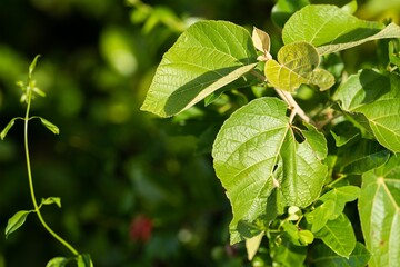 regenerative agricultural farm and production soil in america