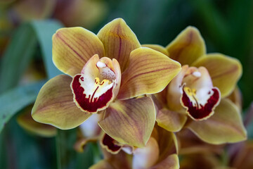 Cymbidium orchid - obrazy, fototapety, plakaty
