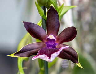Orchid