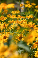 Yellow flowers Heliopsis helianthoides in the garden. Summer floral background