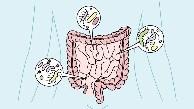 Infographics of various bacteria in human stomach. Person intestines with bacterium inside. Digestion tract and bowel. Motion illustration. 