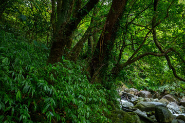 Fototapeta na wymiar valley, flowing, clean, cool, small stream