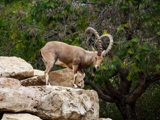 A beautiful graceful animal, the Nubian mountain goat with huge curled horns, is found in Israel.