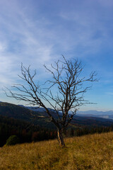 beautiful evening autumn mountain and dry tree trunk on mountainside Carpathian. Ukraine