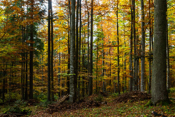 Obraz premium Tall trees of the Carpathian forests, nature reserve in the Carpathians, Ukrainian forests and reserves. Autumn landscape in the forest