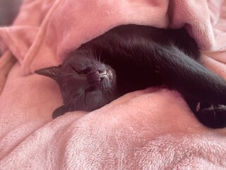 Naklejka premium Black cat sleeping