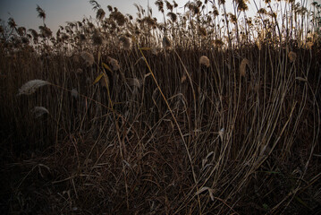 한국의 시골풍경 하늘과 구름 갈대 추수