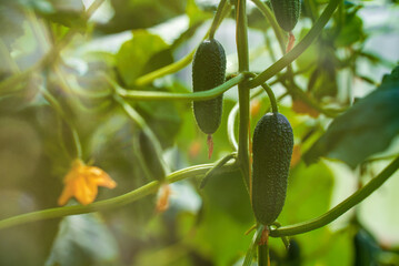 Inside of greenhouse with young cucumbers.