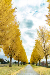 Fototapeta premium Ginkgo trees 銀杏並木