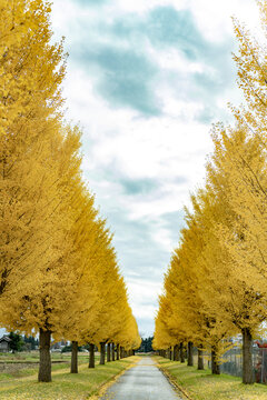 銀杏並木」の写真素材 | 8,153件の無料イラスト画像 | Adobe Stock