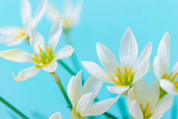 Fototapeta na wymiar White buds of flowering Zephyranthes candida with delicate petals and yellow stamens. Turquoise background.