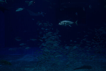 Fototapeta premium 沖縄の海や海洋生物