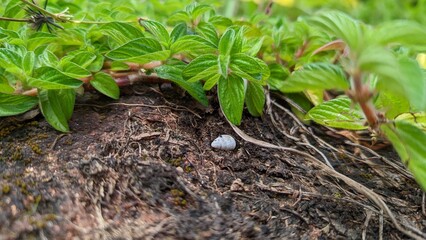 plant