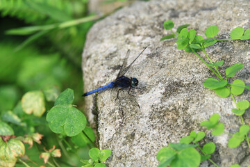 a Selective focus of dragonfly on ground near grass