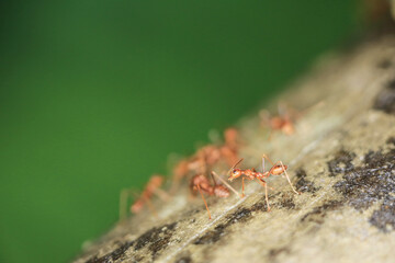 a Red ants are looking for food on green branches.