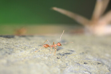 a Red ants are looking for food on green branches.