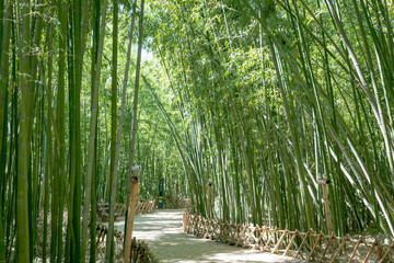 Green traditional Asian bamboo forest tree and nature path way at Taehwagang Park in Ulsan South Korea