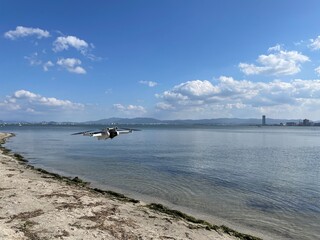 青空の下、岸辺でドローン（無人航空機）を撮影