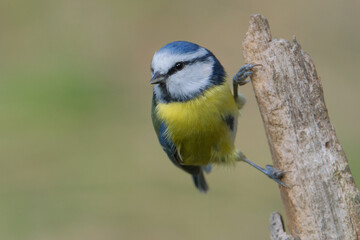 Blue Tit (Cyanistes caeruleus) photographed in autumn on a tree trunk  with a blurred background. 