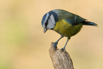 Eurasian Blue Tit (Cyanistes caeruleus) on a tree trunk  with a blurred background 