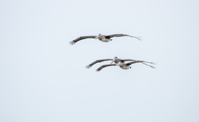 Pelicans flying over San Francisco Bay, fog, California, USA