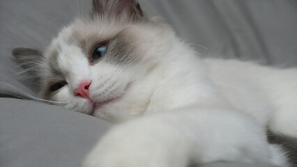 Cute fluffy cat. Ragdoll kitten.