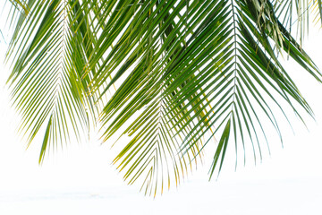 Fototapeta premium palm tree isolated on white