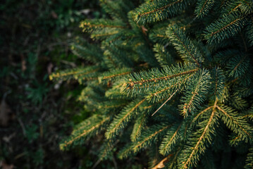 żywa choinka, choinka na święta, plantacja choinek, boże narodzenie © Agnieszka