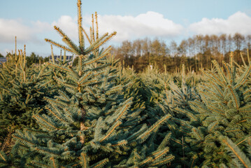 żywa choinka, choinka na święta, plantacja choinek, boże narodzenie © Agnieszka