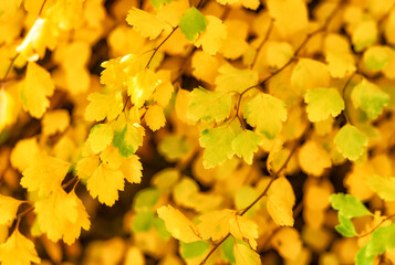 yellow autumn season leaves. macro of yellow autumn nature leaves. autumn season nature with leaves