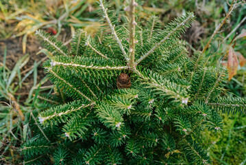 żywa choinka, choinka na święta, plantacja choinek, boże narodzenie © Agnieszka