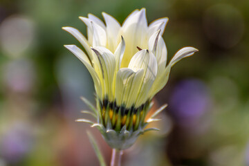 close up of a flower