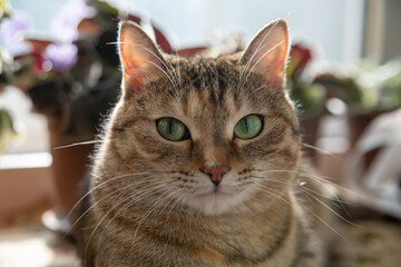 Cute little domestic cat. Pets, hobbies, veterinary medicine.