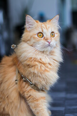 Persian cat lounging on the ground