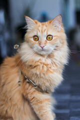 Close-up of a female orange long-haired Persian cat.