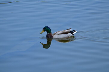 Obraz premium Canard 