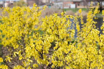 Obraz premium Blooming yellow flowers of the tree in early spring. Spring branches of a flowering tree on a sunny day