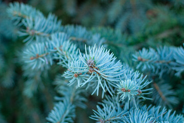 Naklejka na ściany i meble The needles of a blue spruce close-up. Close-up of a spruce tree branch on a natural background.