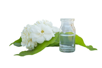Thai jasmine white flower with green leave 