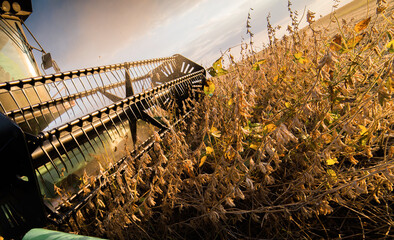 Harvesting of soybean field with combine.